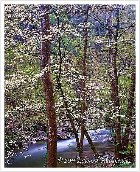 450754 Dogwoods along the Little River